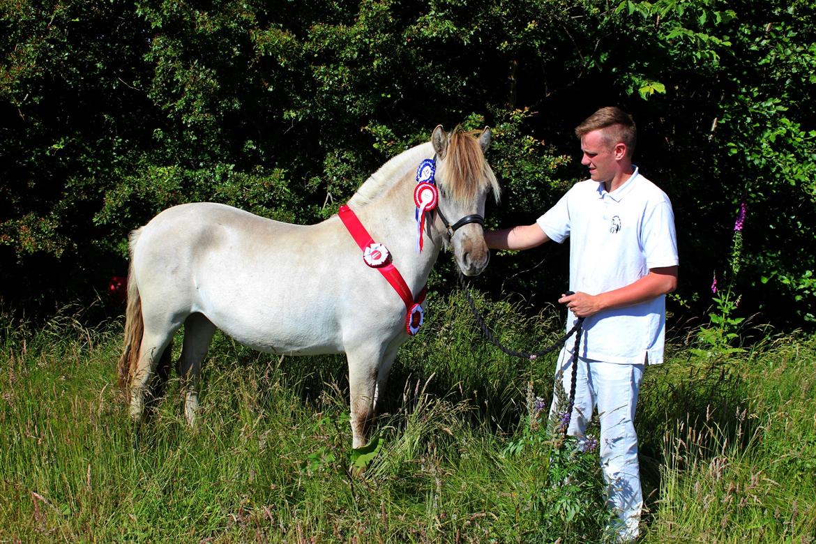 Fjordhest Melvejs gabbi - Farmshow 2014 <3 billede 9