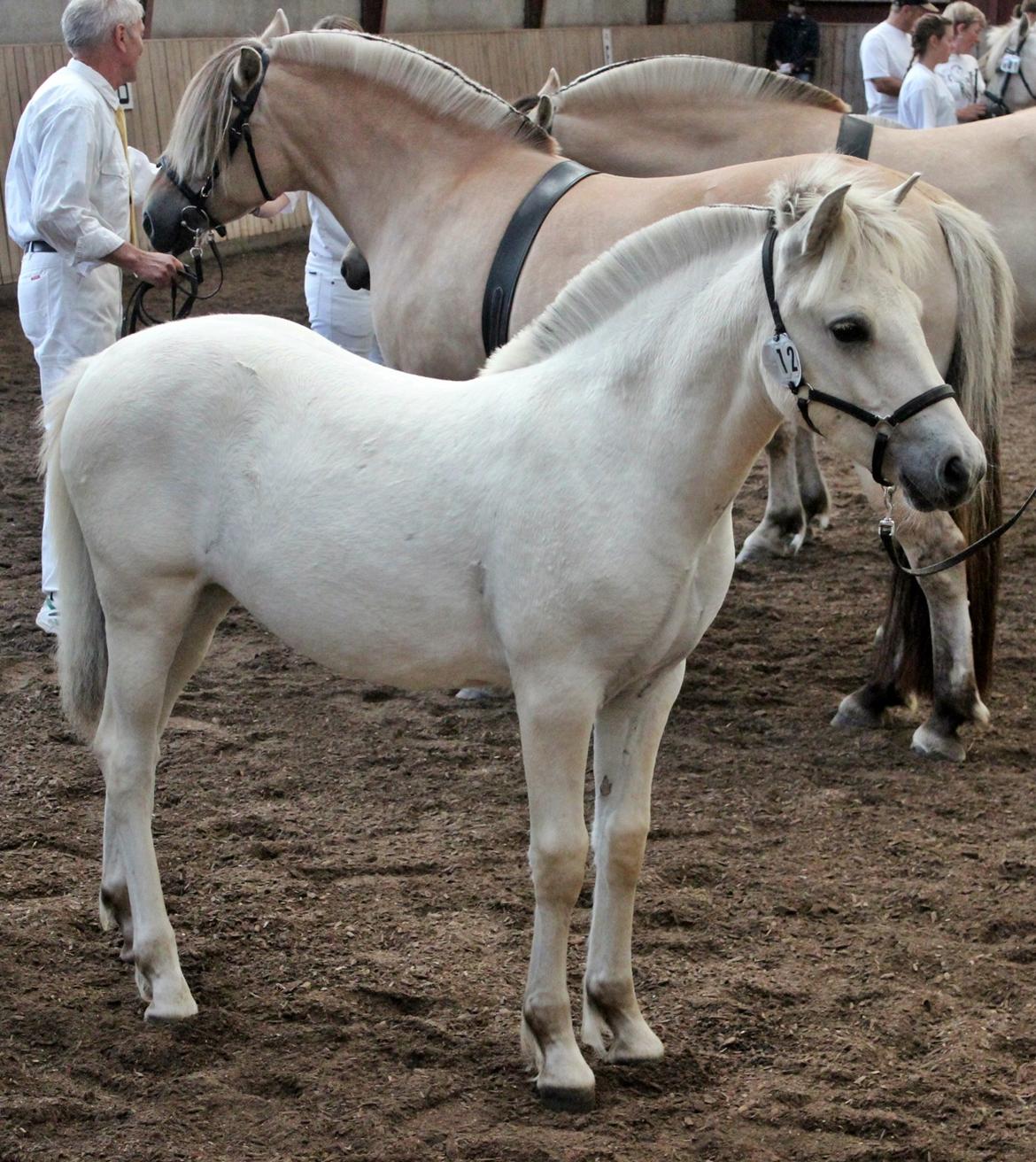Fjordhest Kaja højmark - Følskue 2013 billede 3