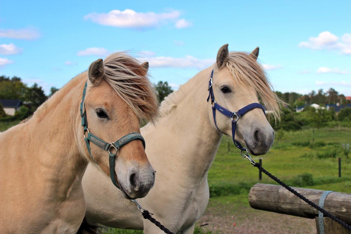 Fjordhest Kaja højmark - Kaja og Avon - hendes helbror <3 billede 4