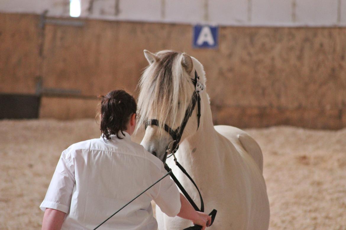Fjordhest Kaja højmark billede 5