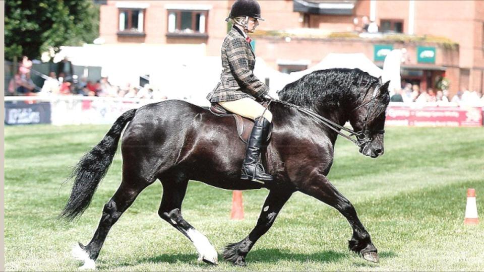 Welsh Cob (sec D) Ringside thomas *Avlshingst* billede 7