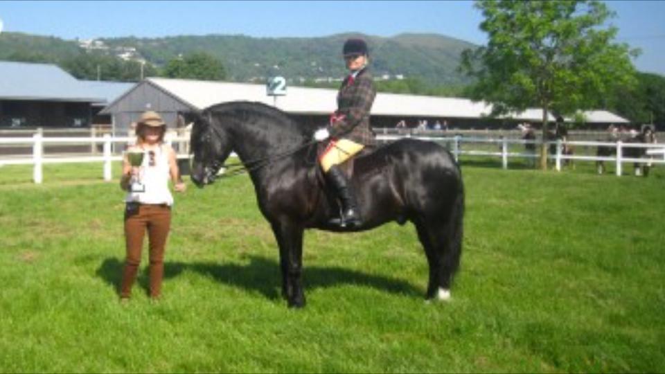 Welsh Cob (sec D) Ringside thomas *Avlshingst* billede 10