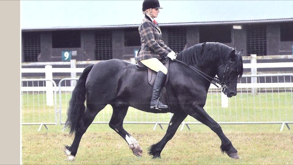 Welsh Cob (sec D) Ringside thomas *Avlshingst* billede 12