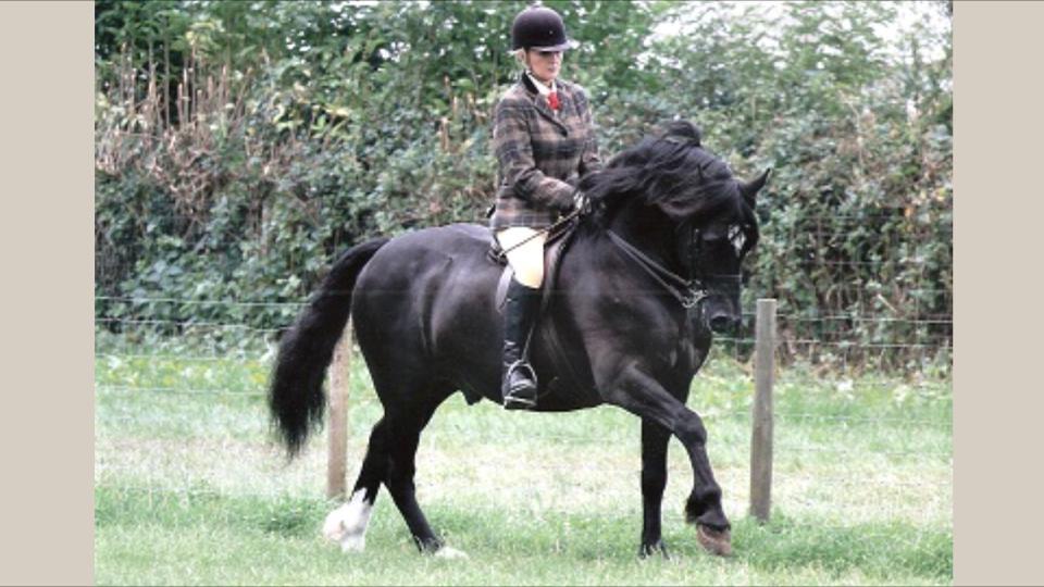 Welsh Cob (sec D) Ringside thomas *Avlshingst* billede 9