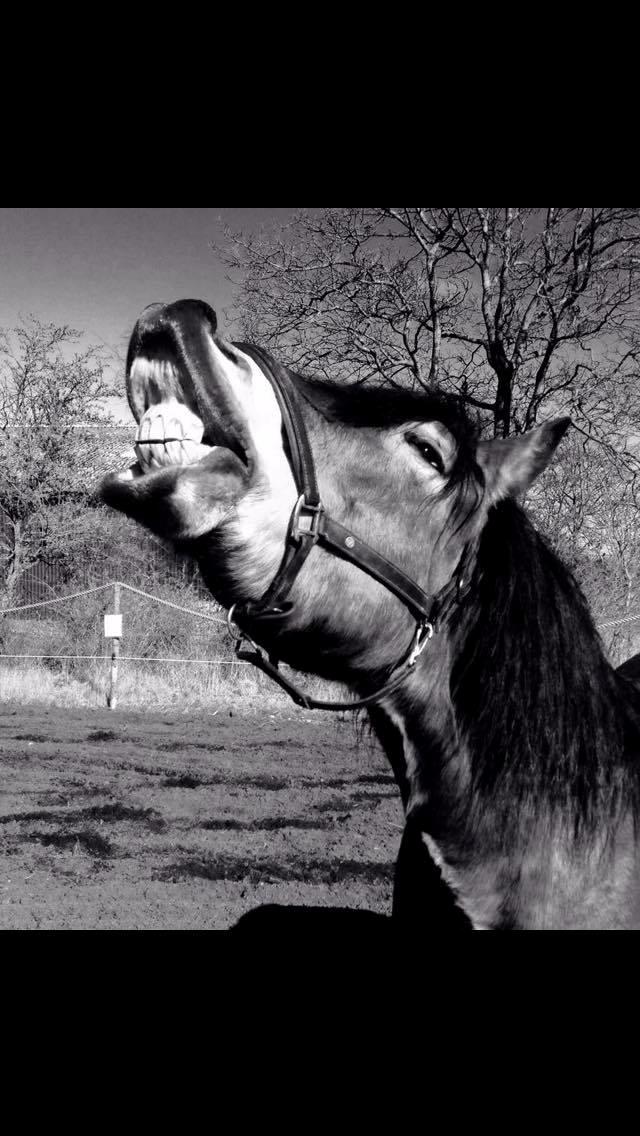 Nordsvensk Skovhest Balder (Cuauhtémoc Achak Canowicakte) billede 14
