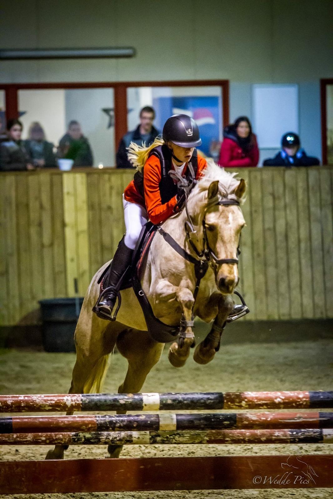 Palomino Stensgaardens chikita billede 9