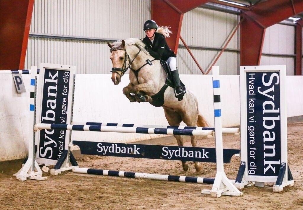 Palomino Stensgaardens chikita billede 5