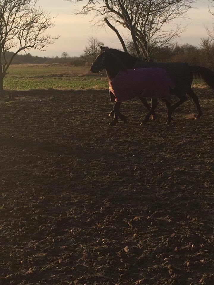 Frieser Vallentino De Chanel billede 9