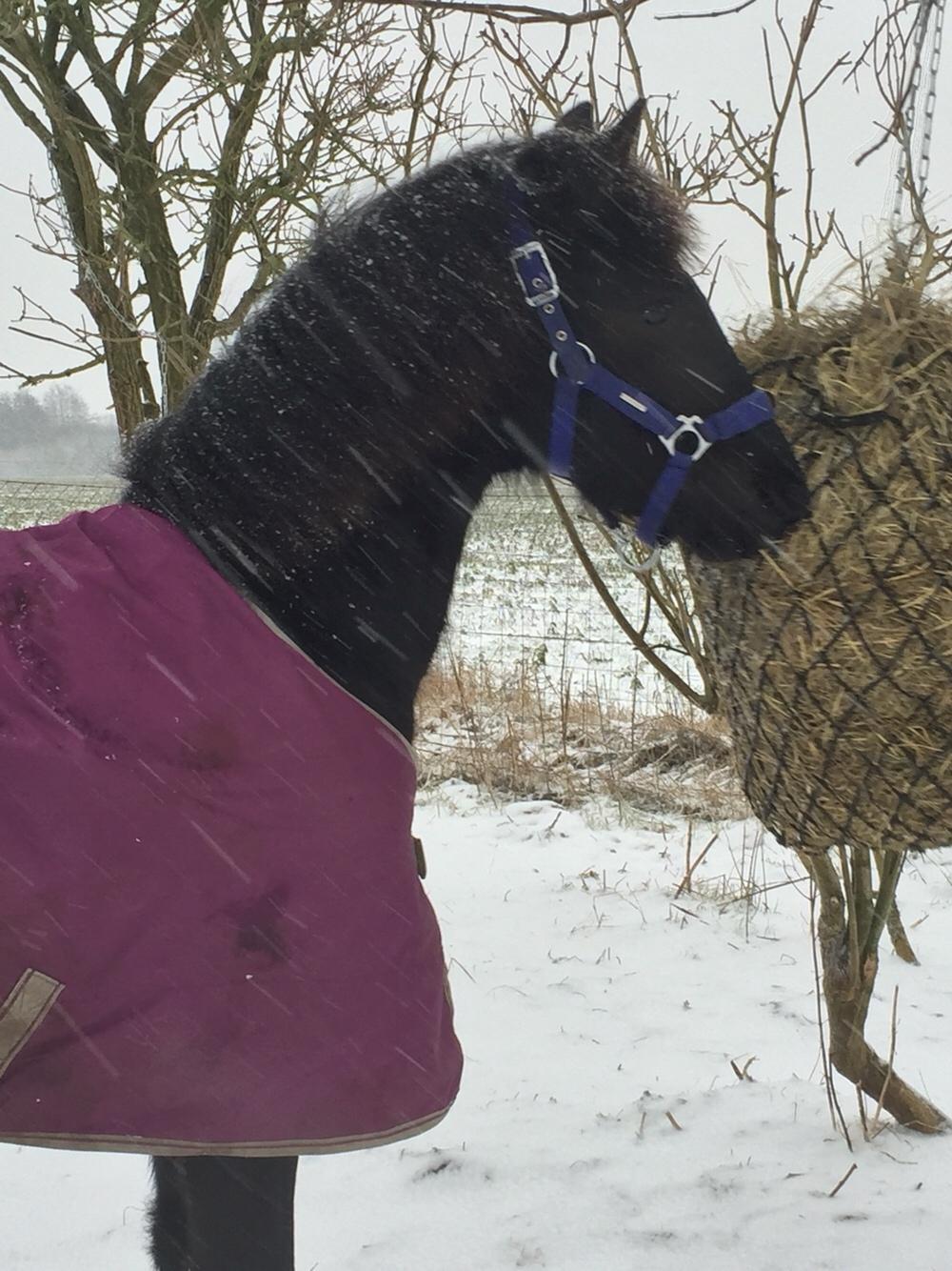 Frieser Vallentino De Chanel billede 13