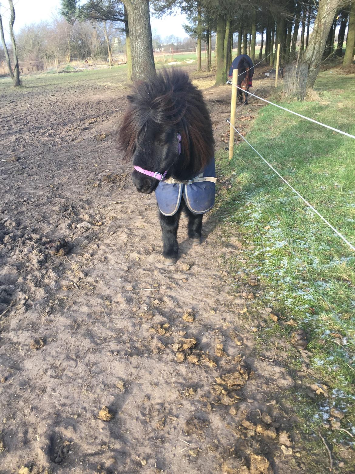 Shetlænder Musse ( SOLGT ) billede 1