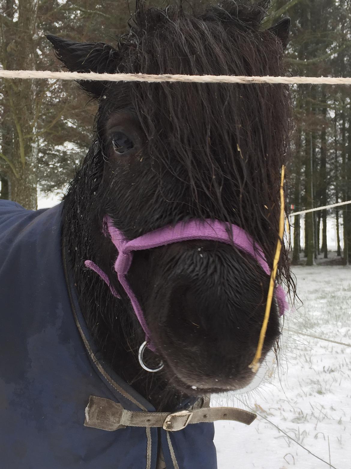 Shetlænder Musse ( SOLGT ) billede 3