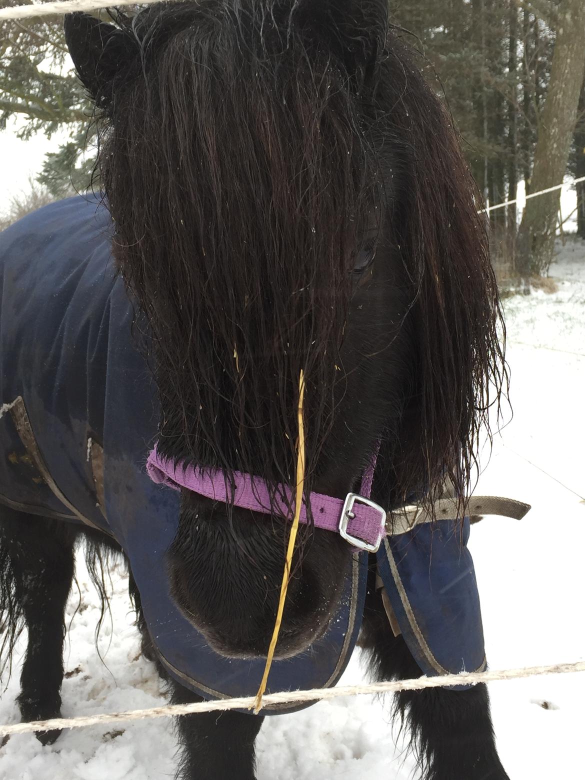 Shetlænder Musse ( SOLGT ) billede 4