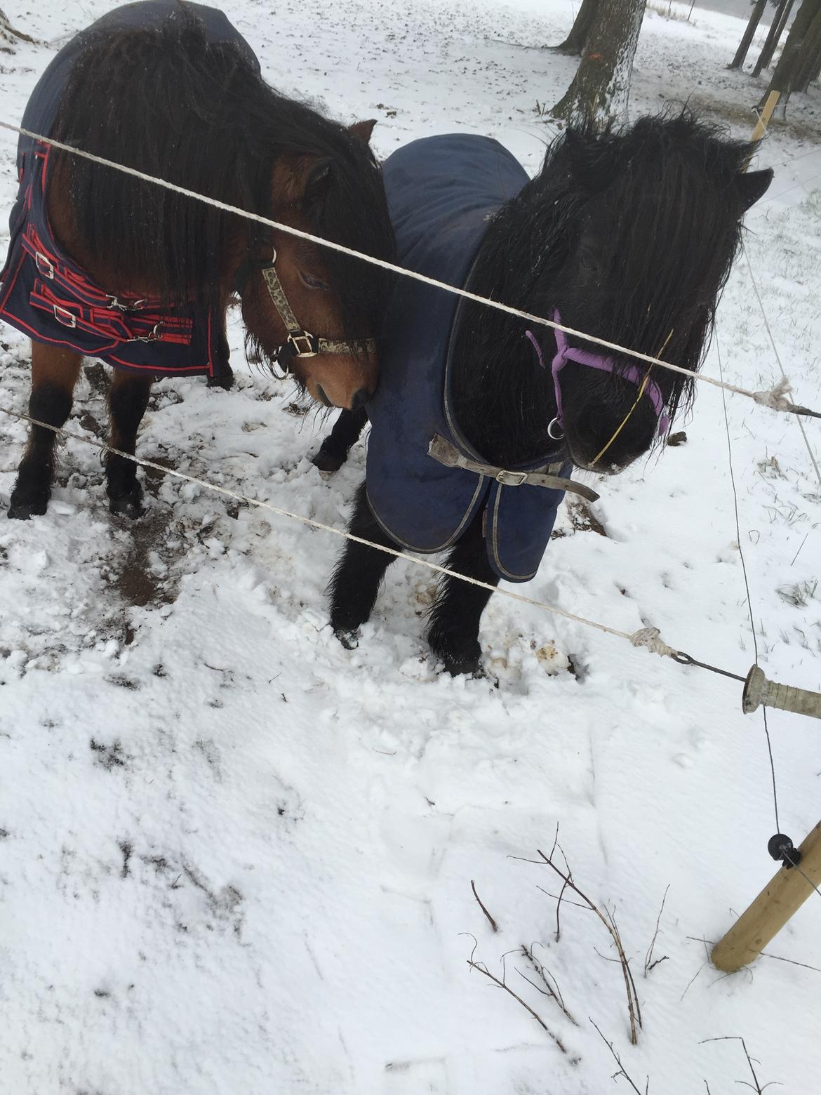 Shetlænder Musse ( SOLGT ) billede 5