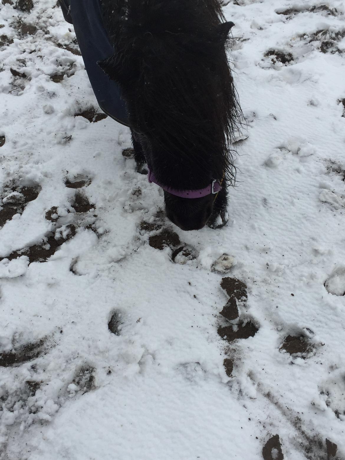 Shetlænder Musse ( SOLGT ) billede 6