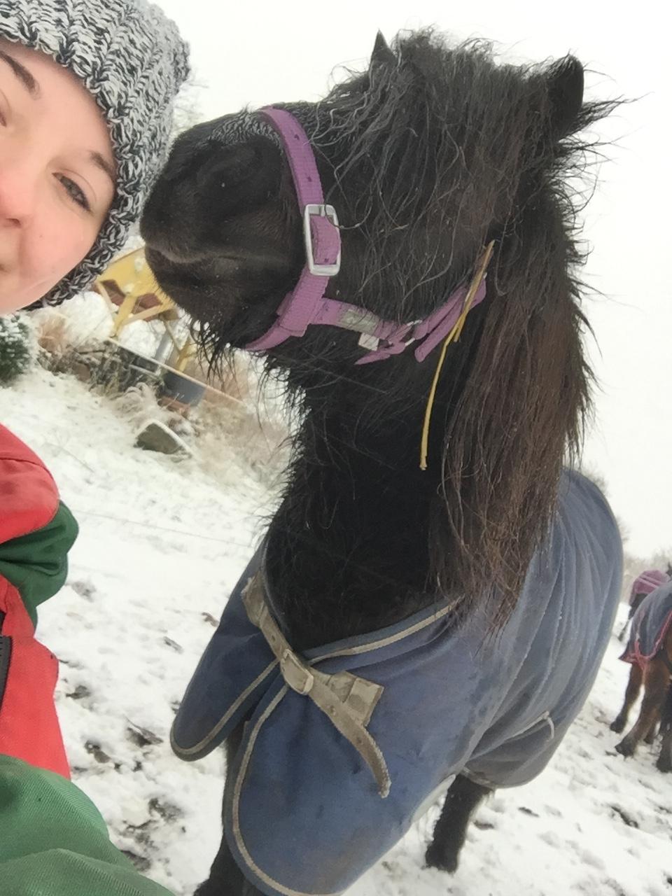 Shetlænder Musse ( SOLGT ) billede 9