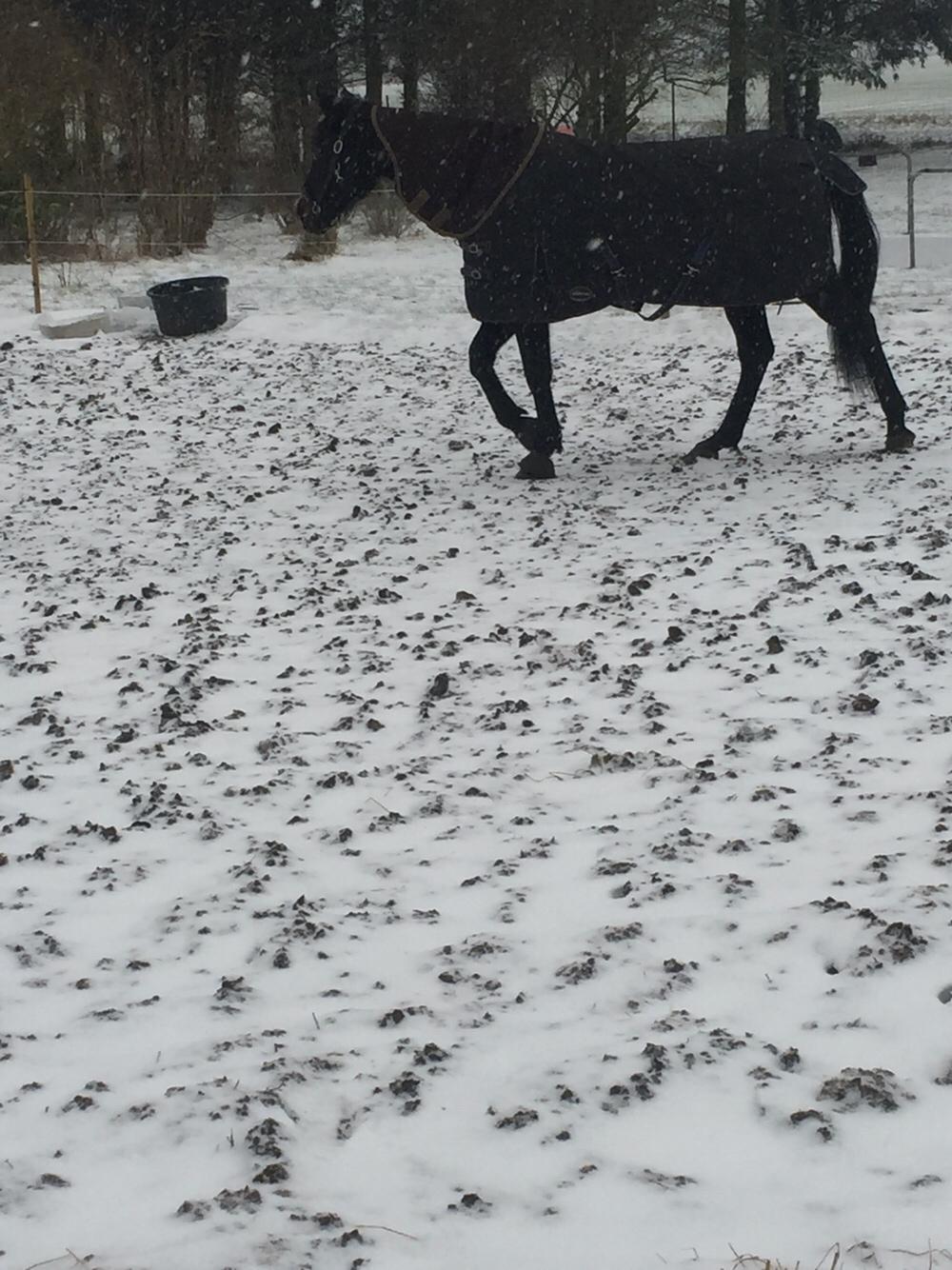 Traver I Wish Icould Fly ( evige græsmarker ) billede 2