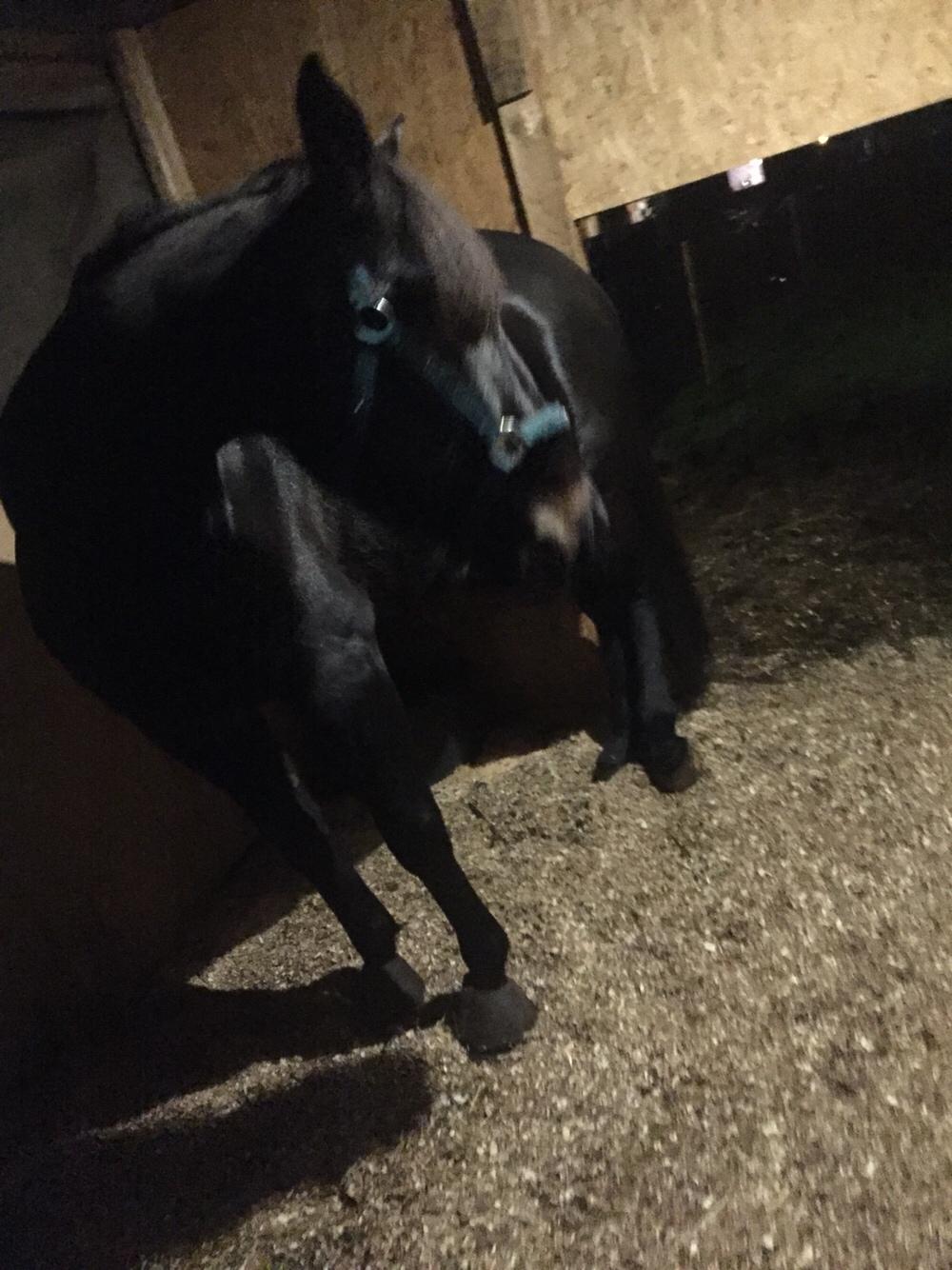 Traver I Wish Icould Fly ( evige græsmarker ) billede 3