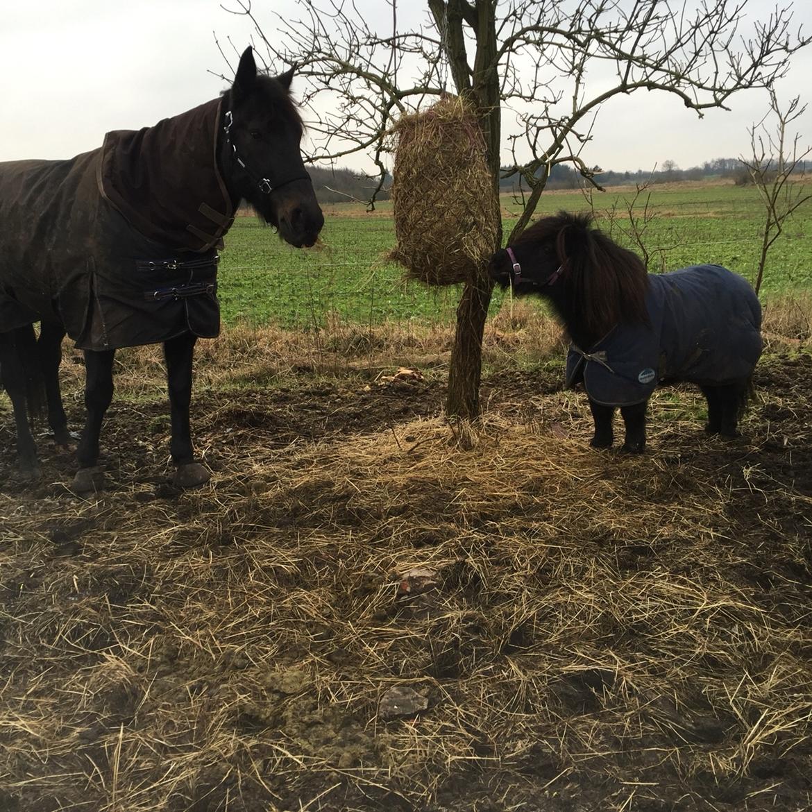 Traver I Wish Icould Fly ( evige græsmarker ) billede 1