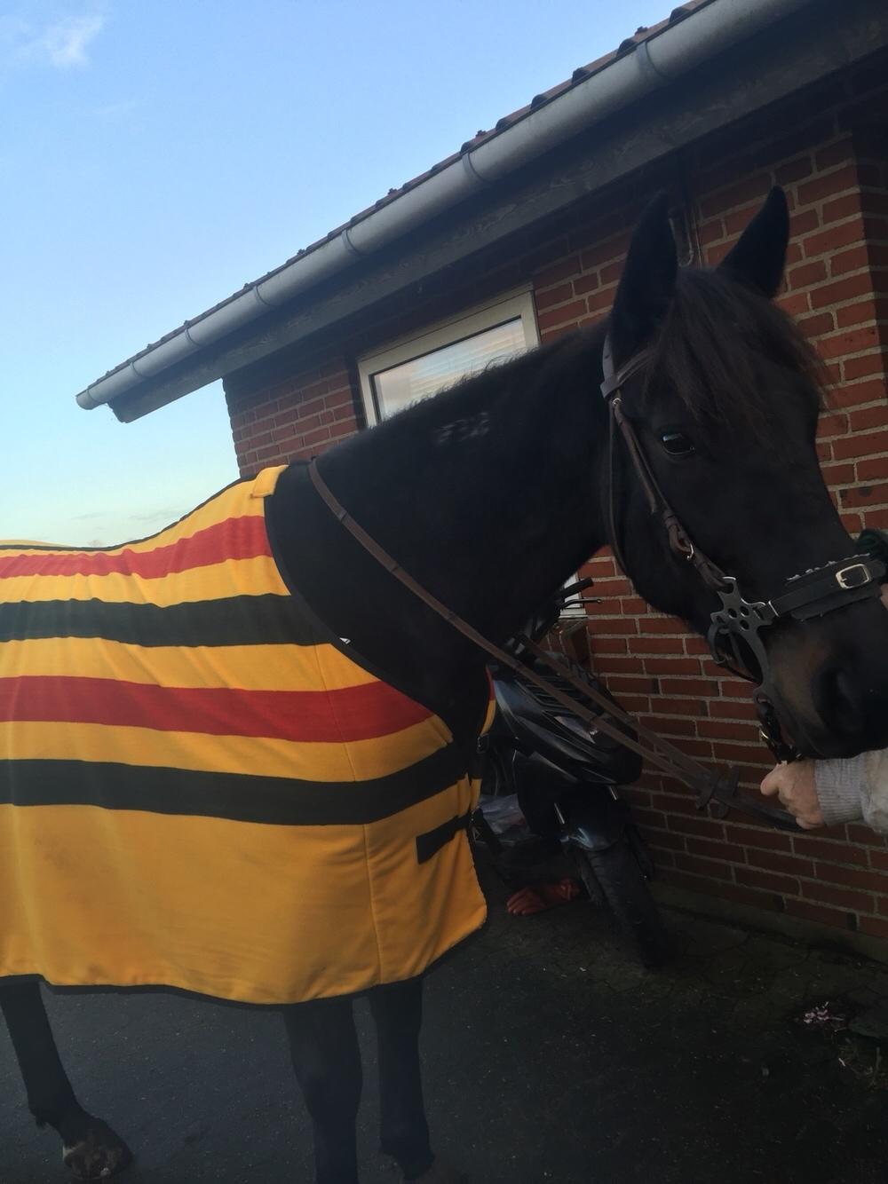 Traver I Wish Icould Fly ( evige græsmarker ) billede 4