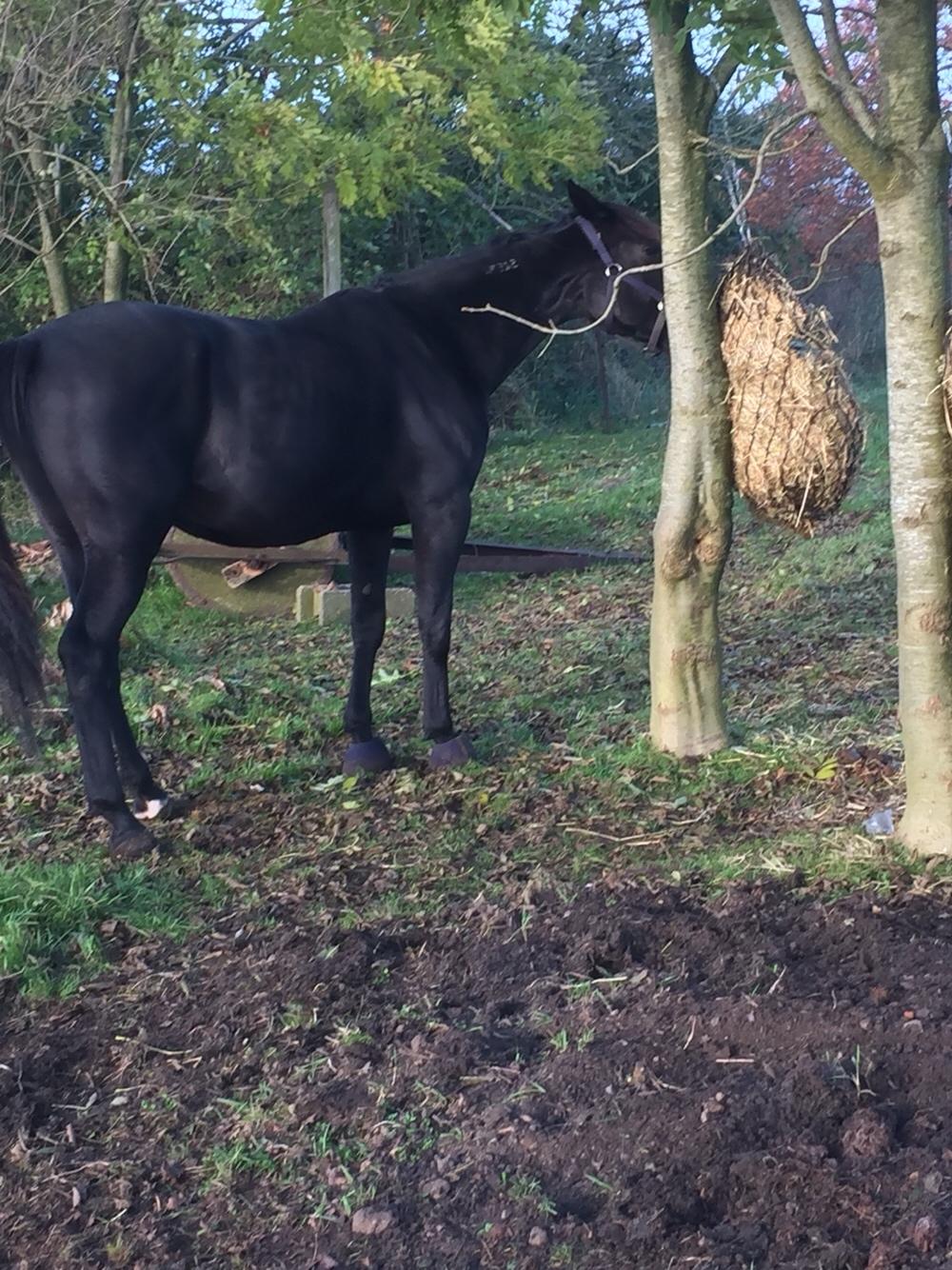 Traver I Wish Icould Fly ( evige græsmarker ) billede 5