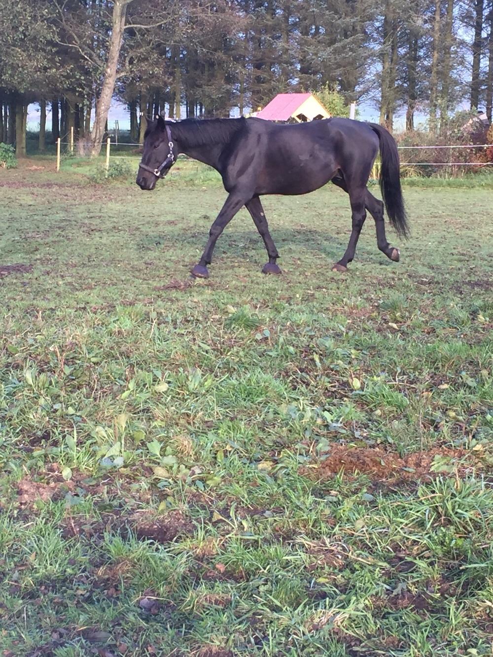 Traver I Wish Icould Fly ( evige græsmarker ) billede 6