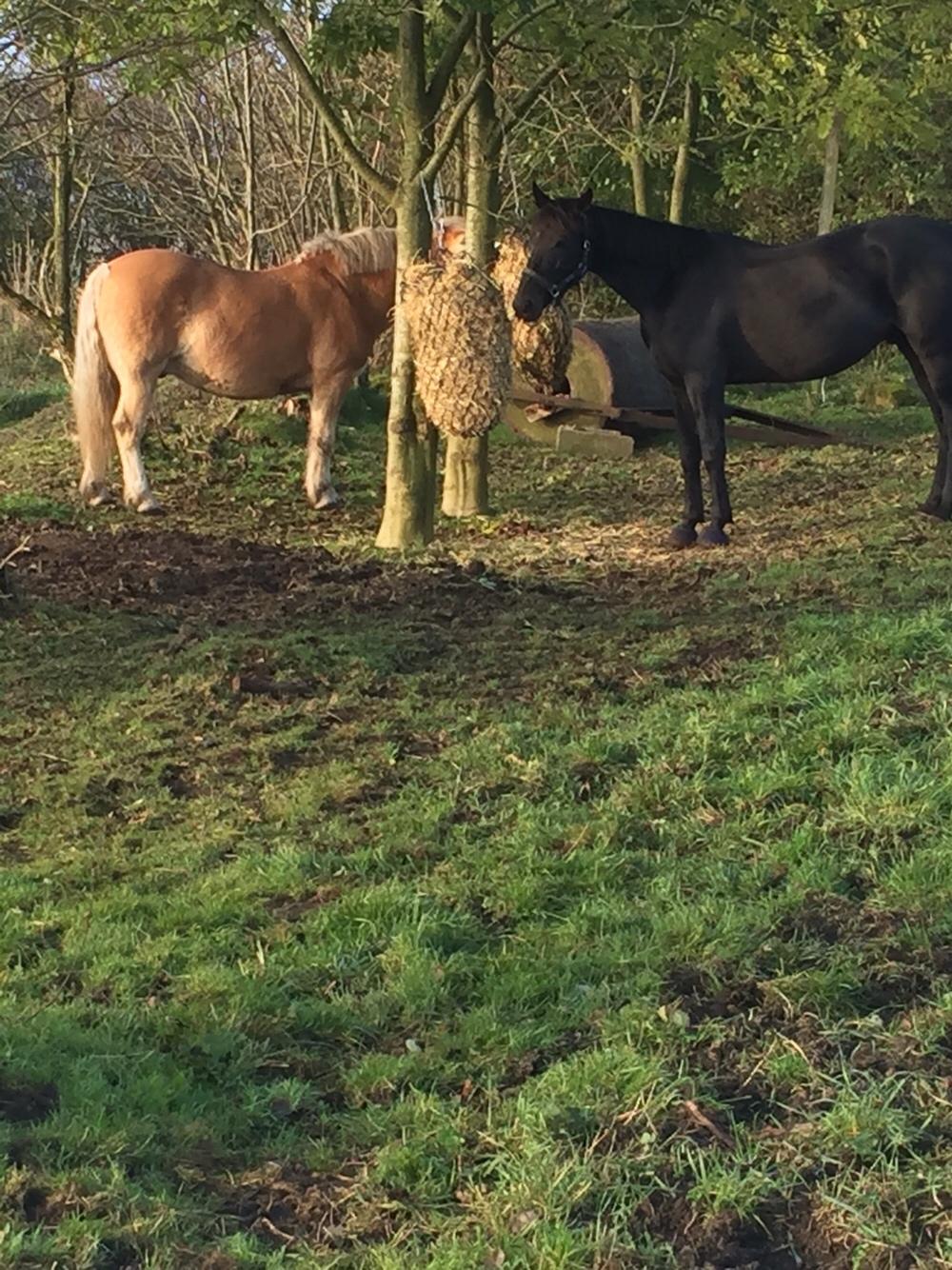 Traver I Wish Icould Fly ( evige græsmarker ) billede 7