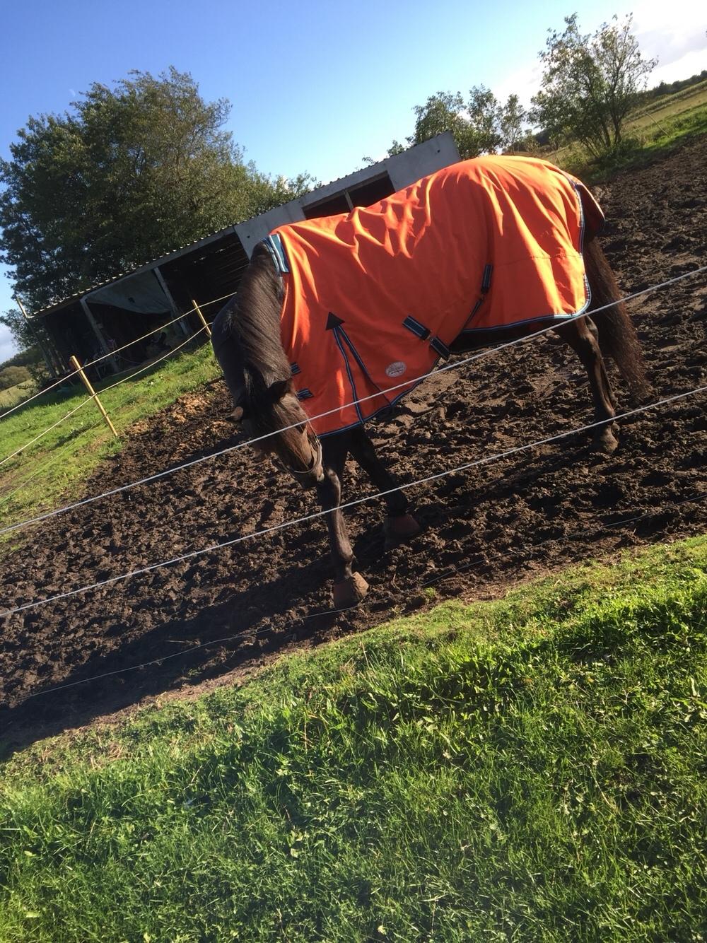 Traver I Wish Icould Fly ( evige græsmarker ) billede 8