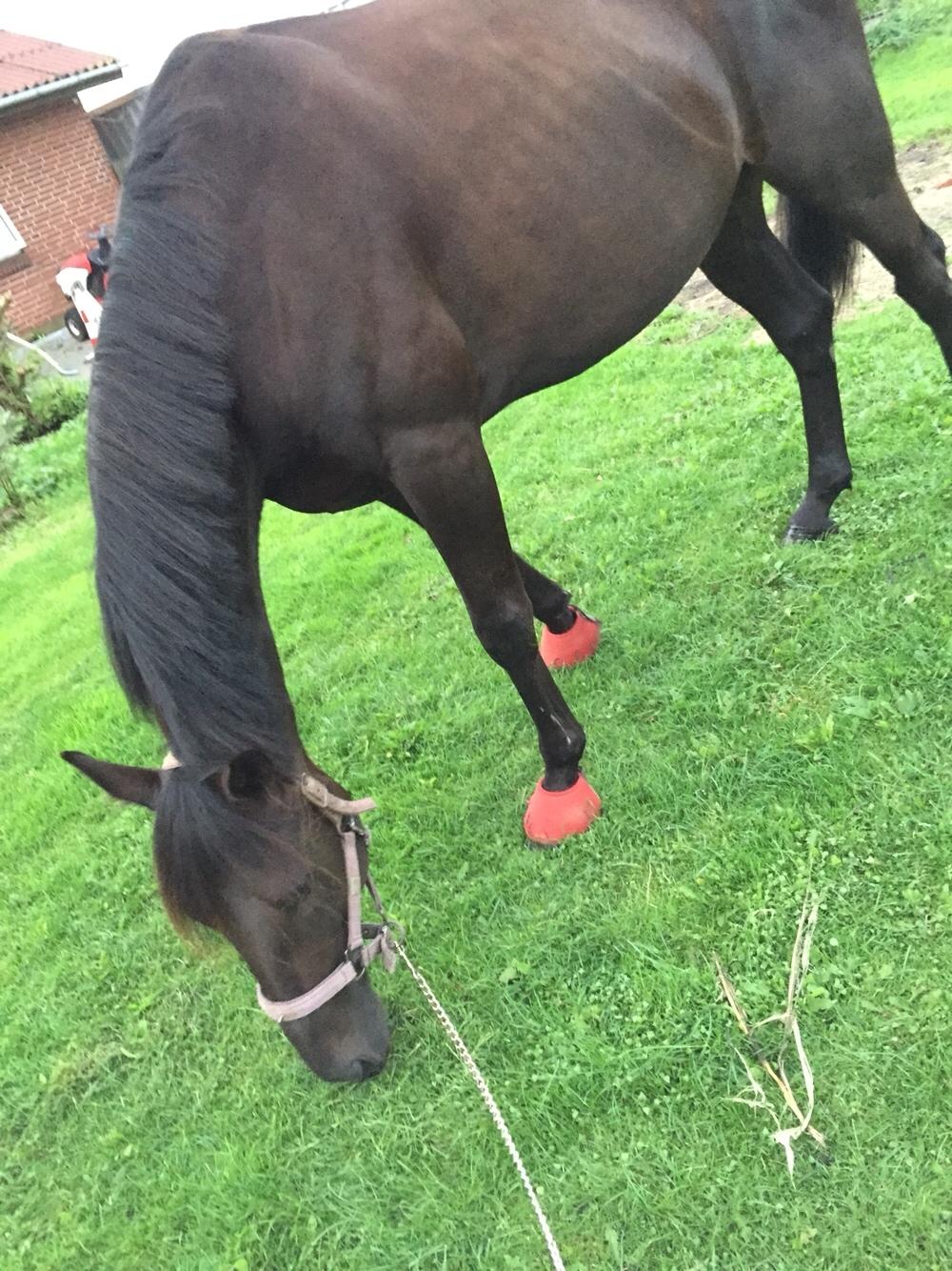 Traver I Wish Icould Fly ( evige græsmarker ) billede 12