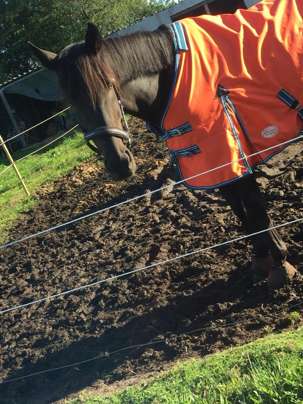 Traver I Wish Icould Fly ( evige græsmarker ) billede 9