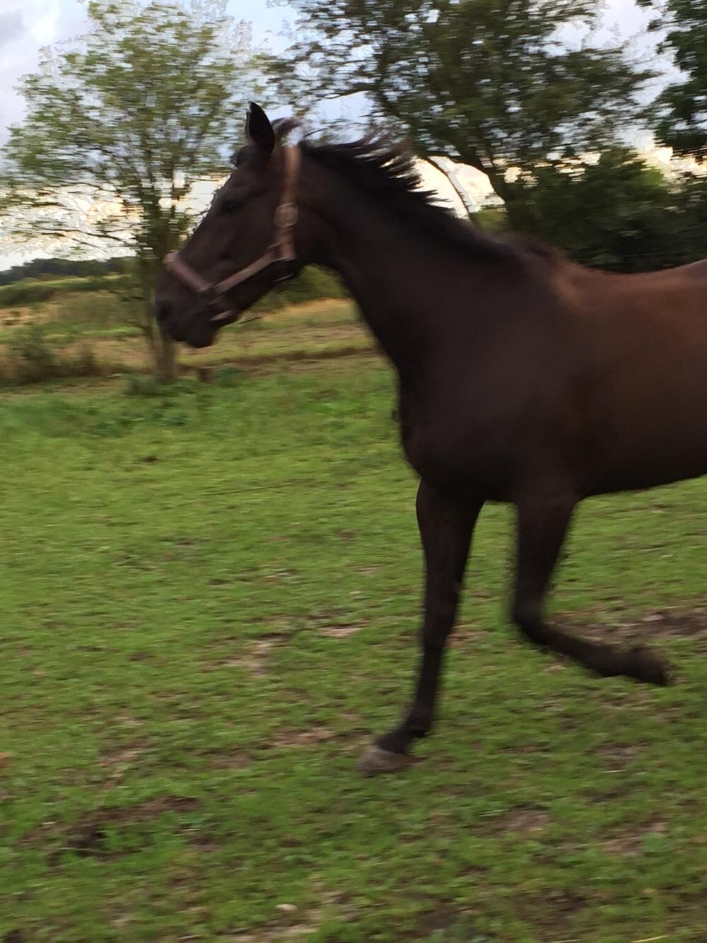 Traver I Wish Icould Fly ( evige græsmarker ) billede 14