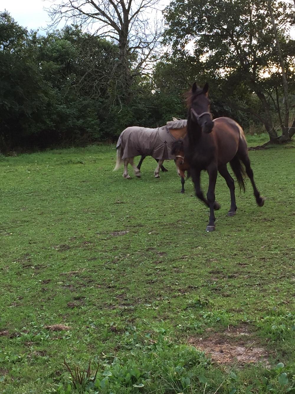 Traver I Wish Icould Fly ( evige græsmarker ) billede 15