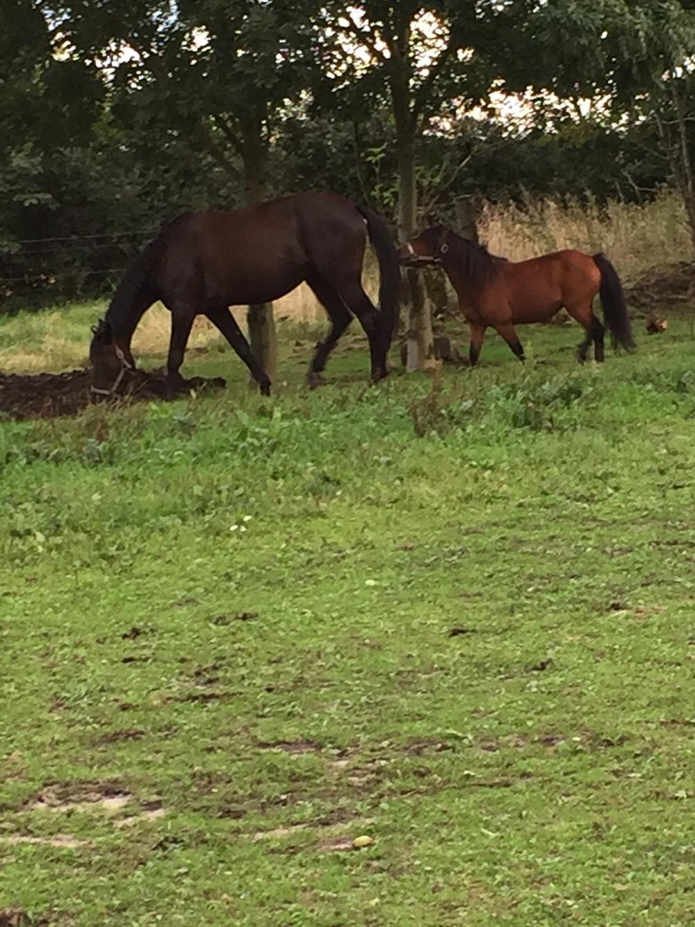 Traver I Wish Icould Fly ( evige græsmarker ) billede 13