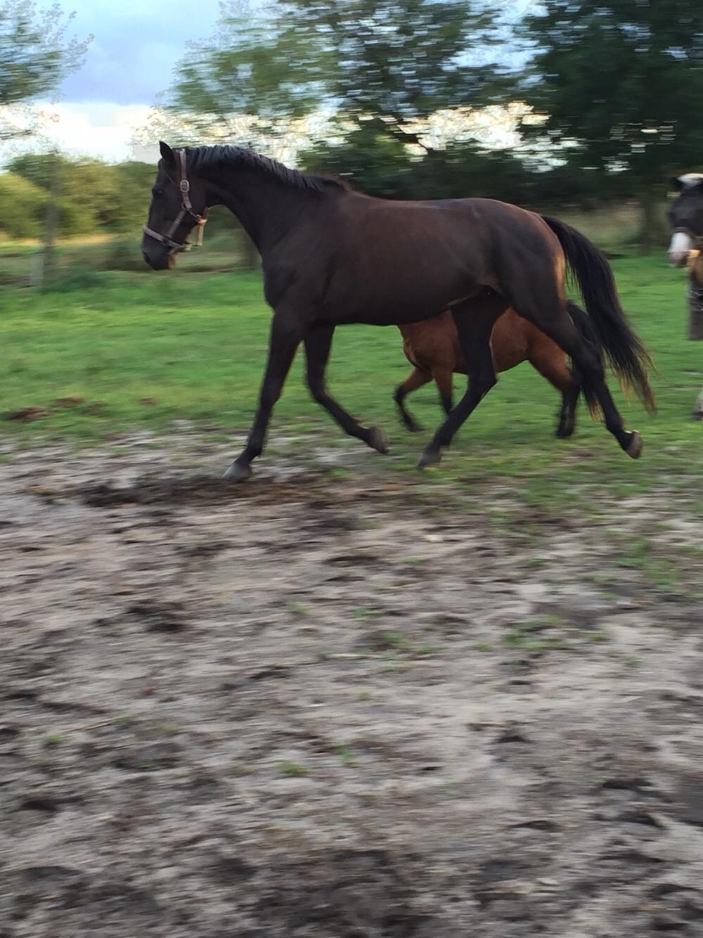 Traver I Wish Icould Fly ( evige græsmarker ) billede 16