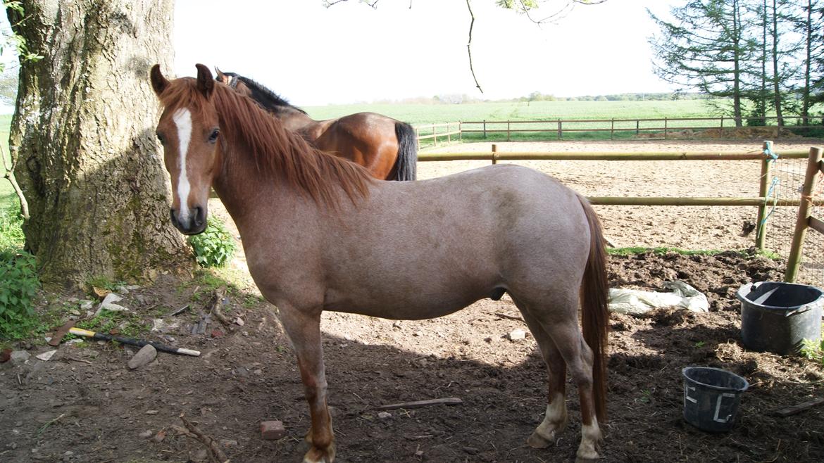 Anden særlig race Shaka billede 1