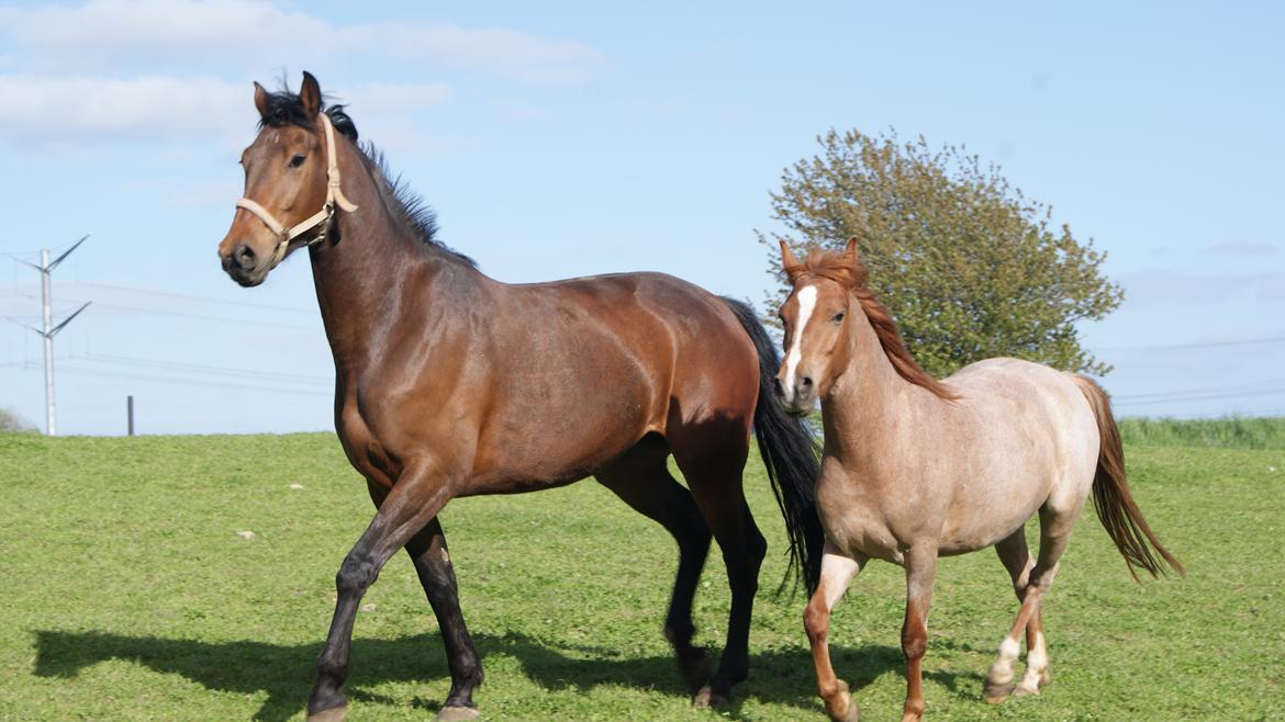 Anden særlig race Shaka billede 2