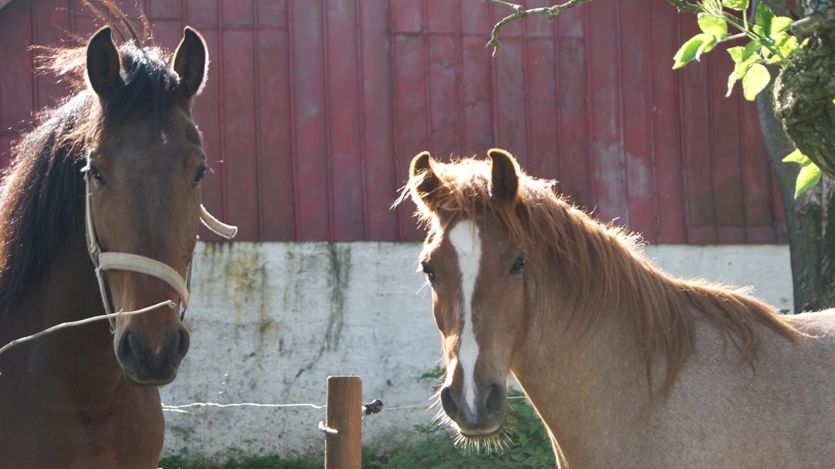 Anden særlig race Shaka billede 3