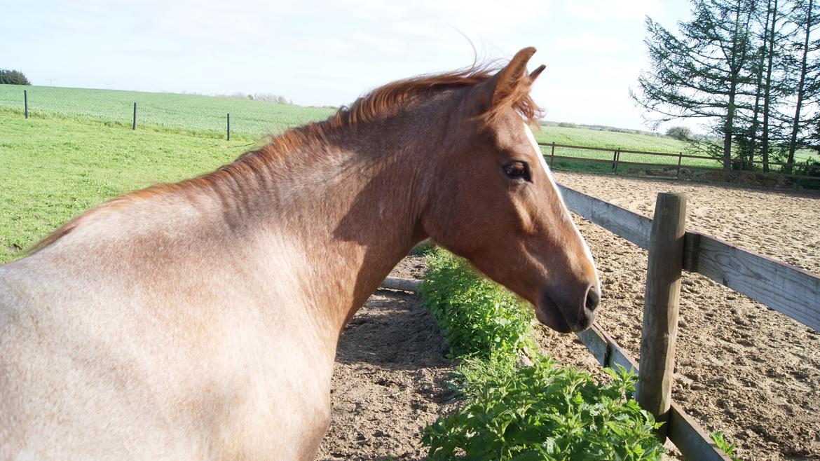 Anden særlig race Shaka billede 4