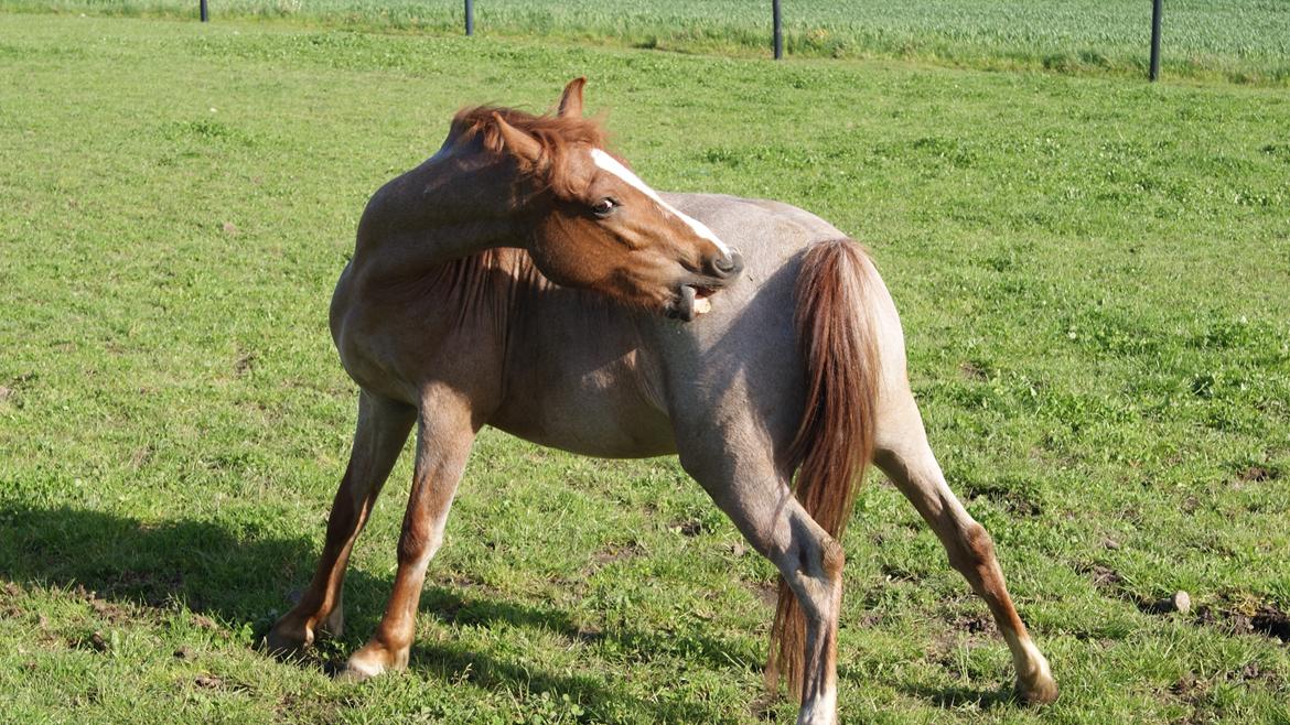 Anden særlig race Shaka billede 5