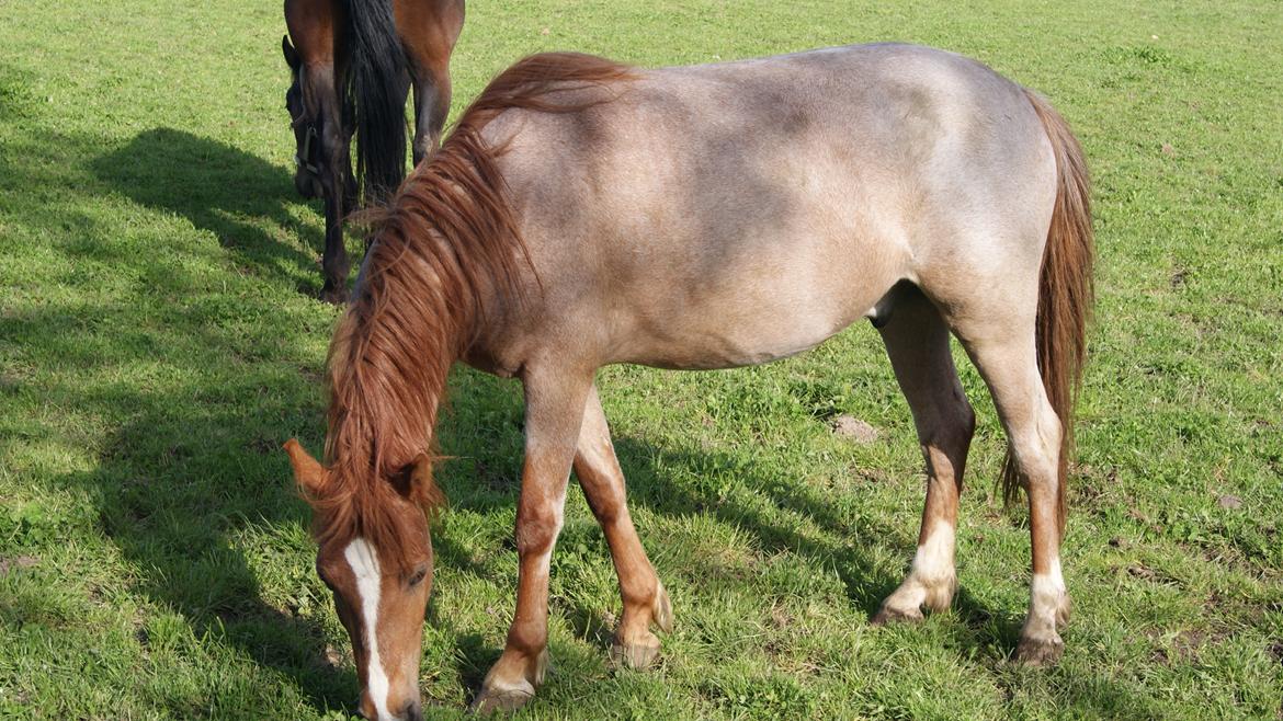Anden særlig race Shaka billede 6