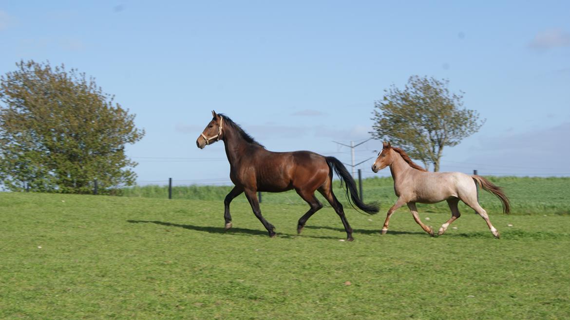 Anden særlig race Shaka billede 7