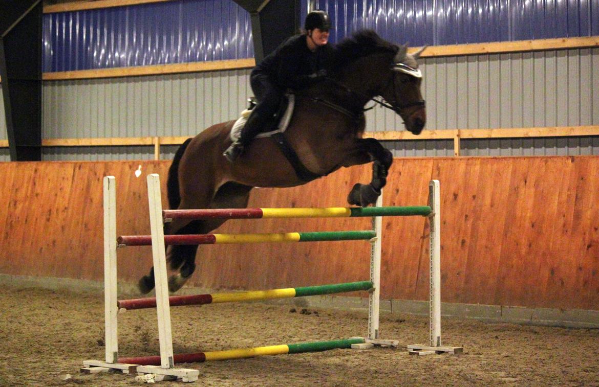 Anden særlig race Dalvangs Casper - Casper og mig over 130 billede 34