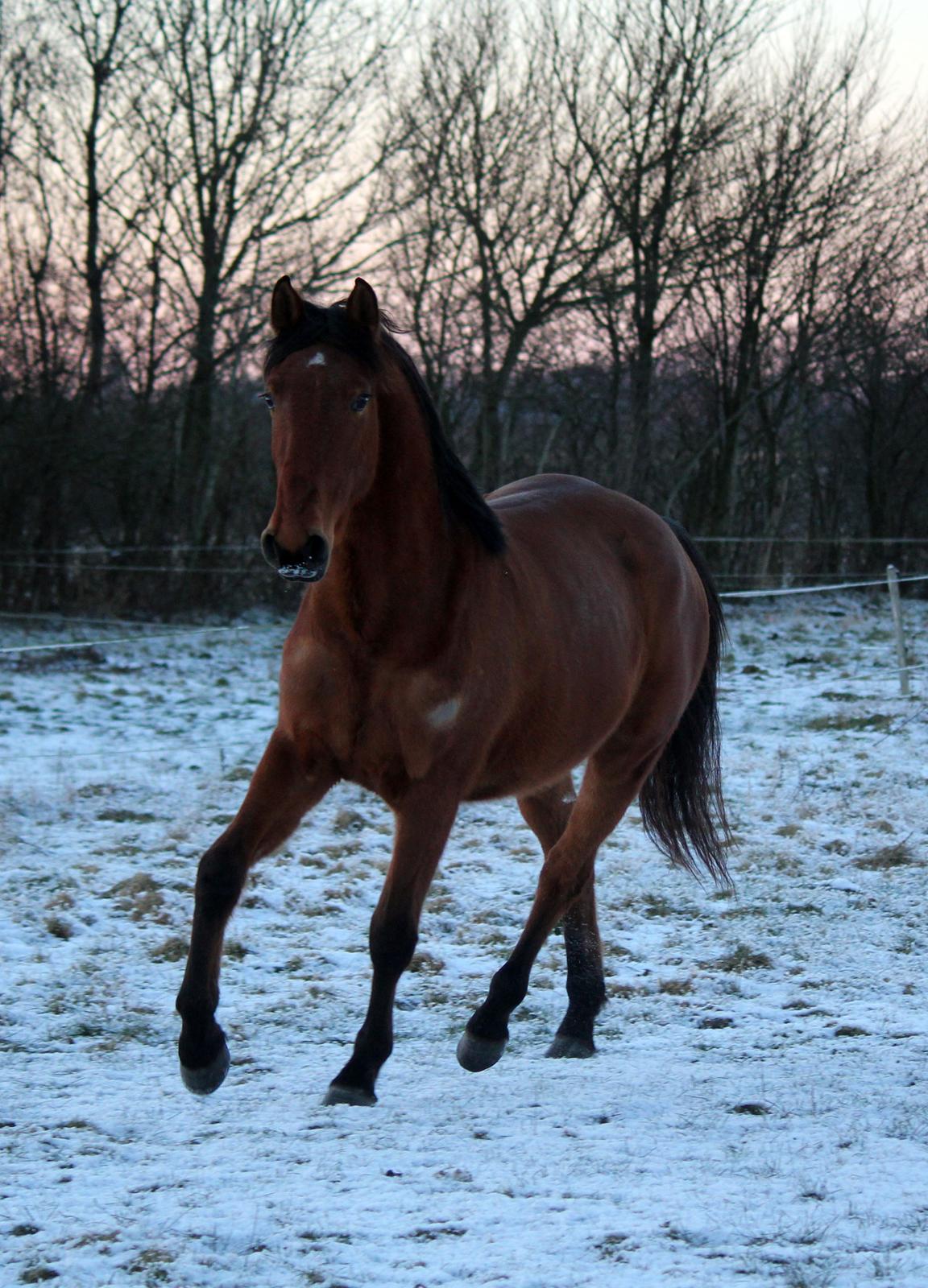 Dansk Varmblod Angel of music (SOLGT) *For evigt elsket <3* - NYT: Angel i sneen billede 7