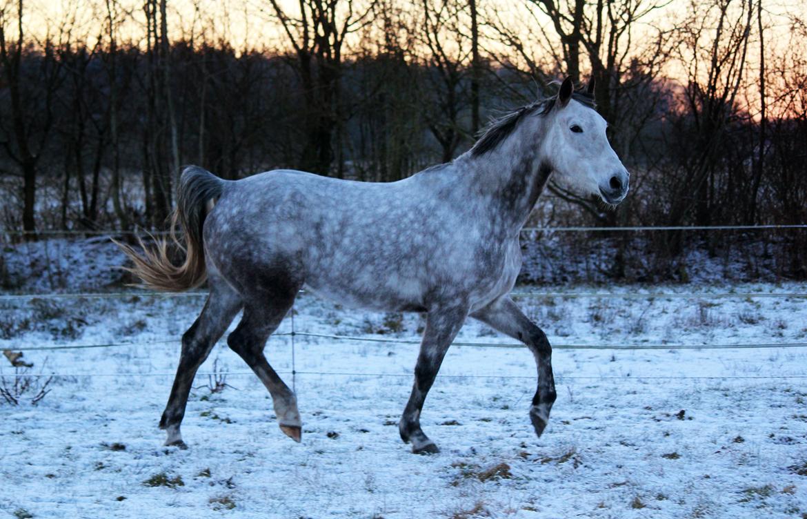 Dansk Varmblod Lambrié Vejen (Avlshoppe) - NYT: Osten i sneen billede 21