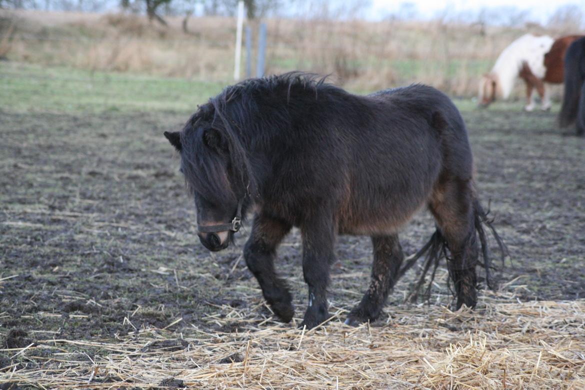Shetlænder Sønderskovs fucia (Solgt) billede 1