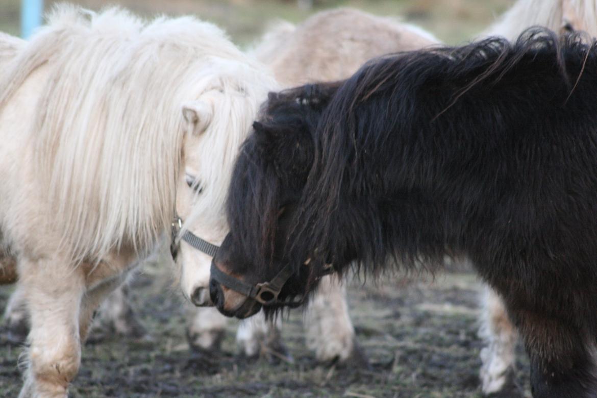 Shetlænder Sønderskovs fucia (Solgt) billede 18
