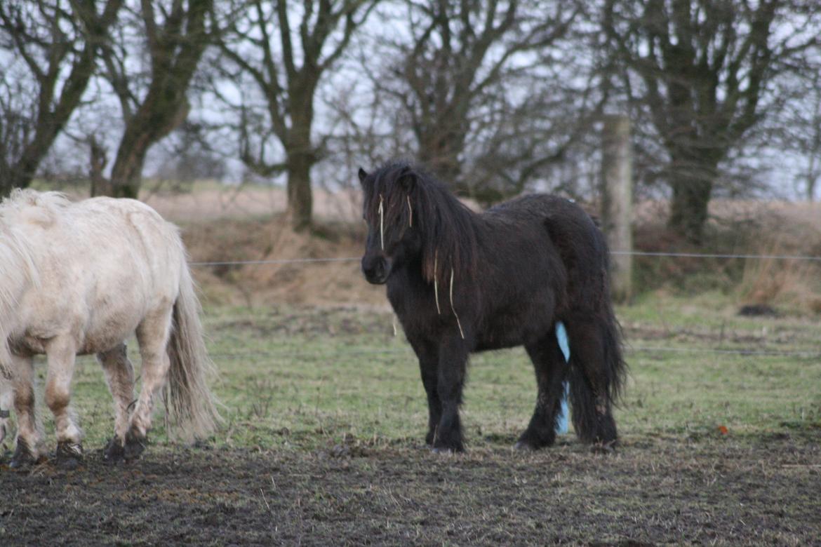 Shetlænder Sønderskovs fresia (tidl. hest) billede 23
