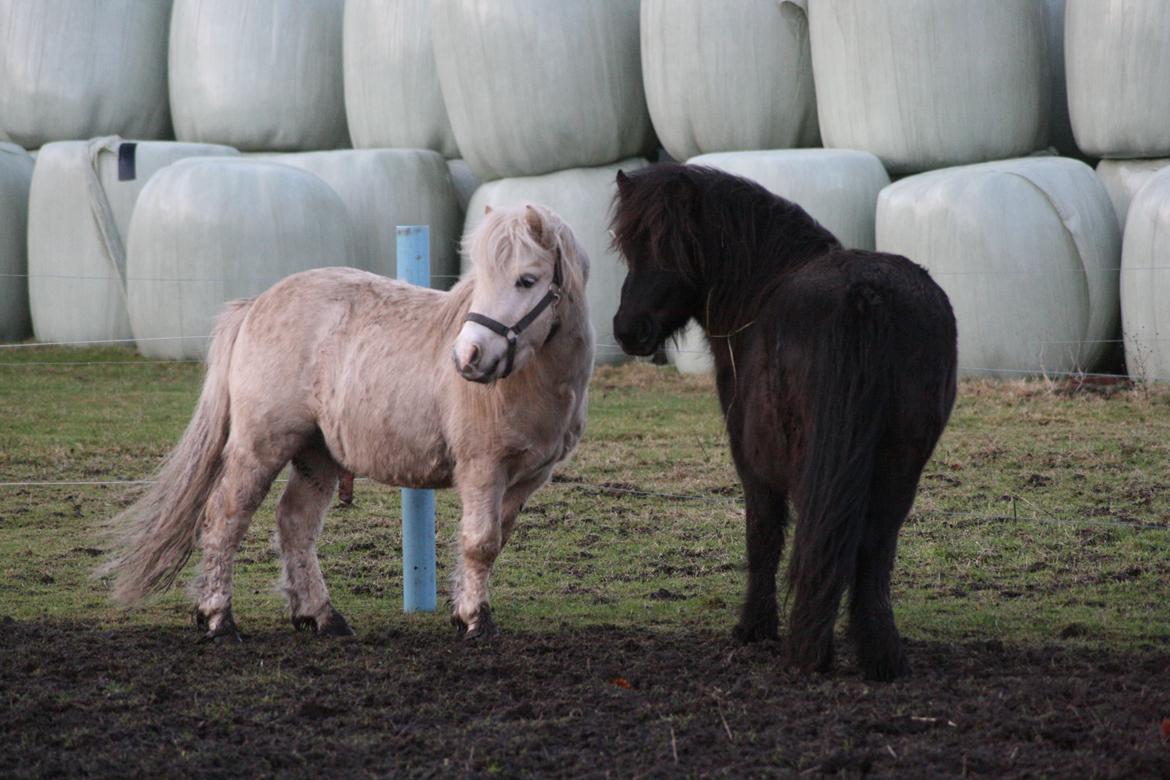 Shetlænder Sønderskovs fresia (tidl. hest) billede 24