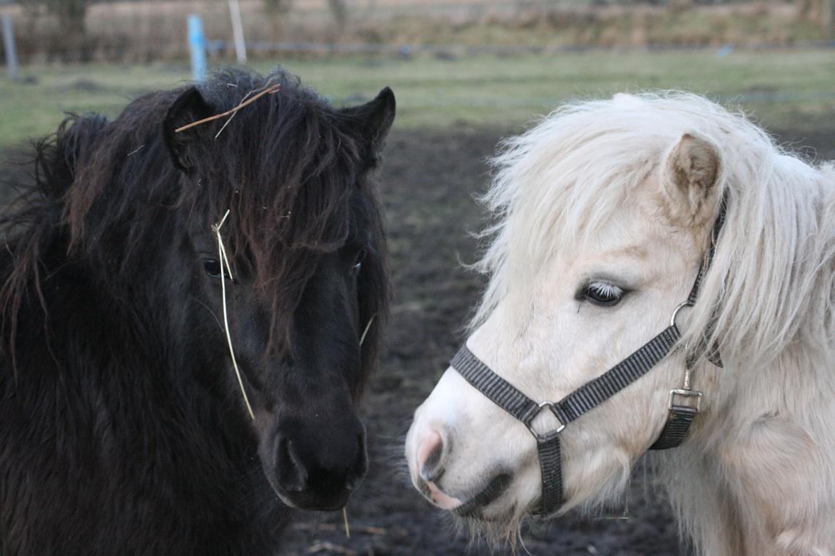 Shetlænder Sønderskovs fresia (tidl. hest) billede 25