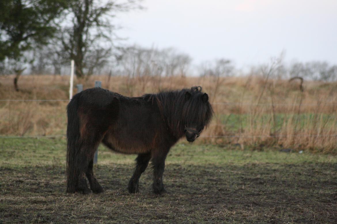 Shetlænder Sønderskovs fucia (Solgt) billede 19