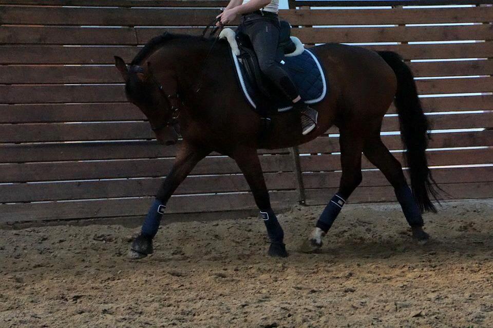 DSP Shamrocks Massa E. Cozzile  billede 3